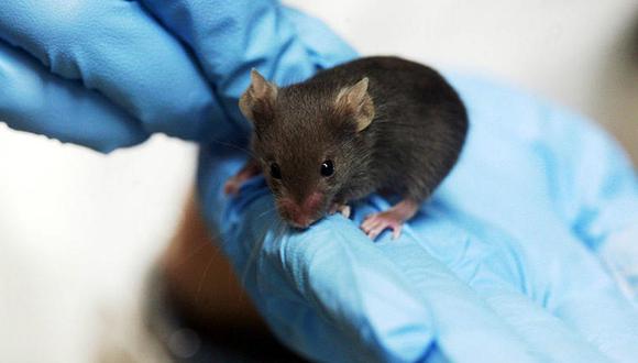 Científicos curan ratones con cáncer de colon y creen haber encontrado la cura