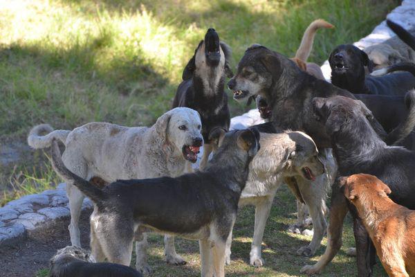 Arequipa: 320 personas fueron mordidas por perros