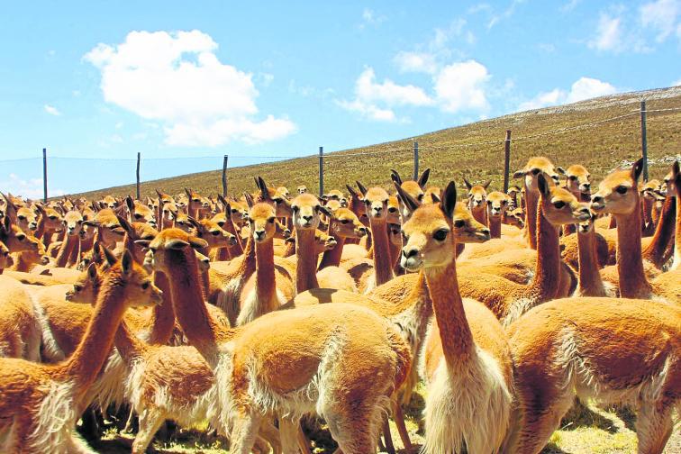 Más del 30% de vicuñas muere por sarna