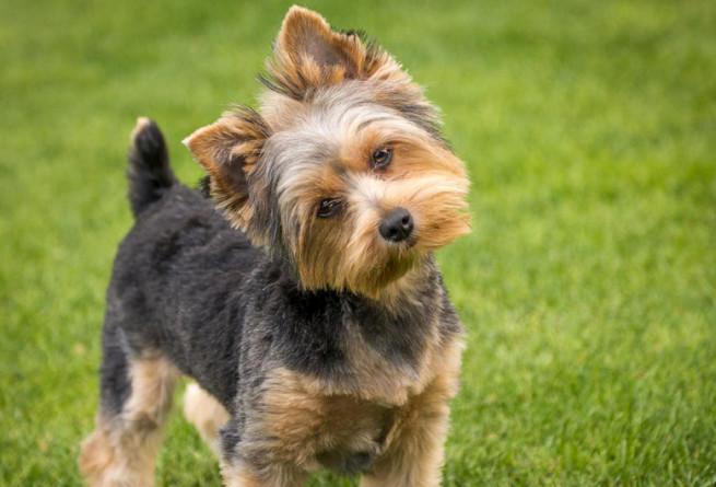 Descubre aquí por qué tu perro inclina la cabeza cuando le hablas 