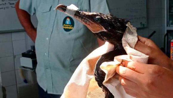 Un ave afectada rescatada del derrame de petróleo es atendida por personal del Serfor. (Foto: Serfor)