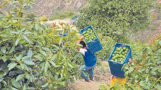 Áncash exportó 24 mil toneladas de palta