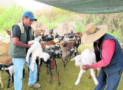 Mejoran caprinos de Locumba