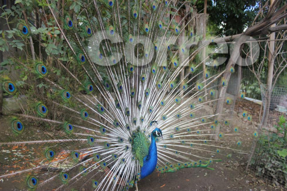 El nuevo parque para los animales en el zoológico de Huancayo (FOTOS)