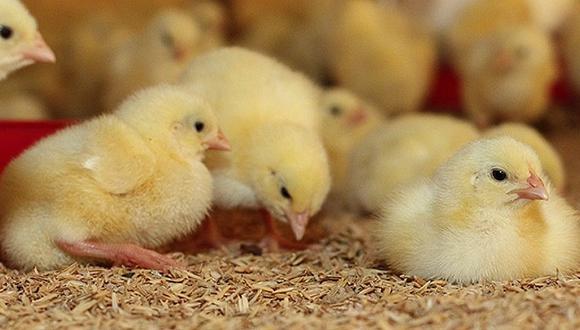 Trituración de pollitos causa polémica y gran conmoción
