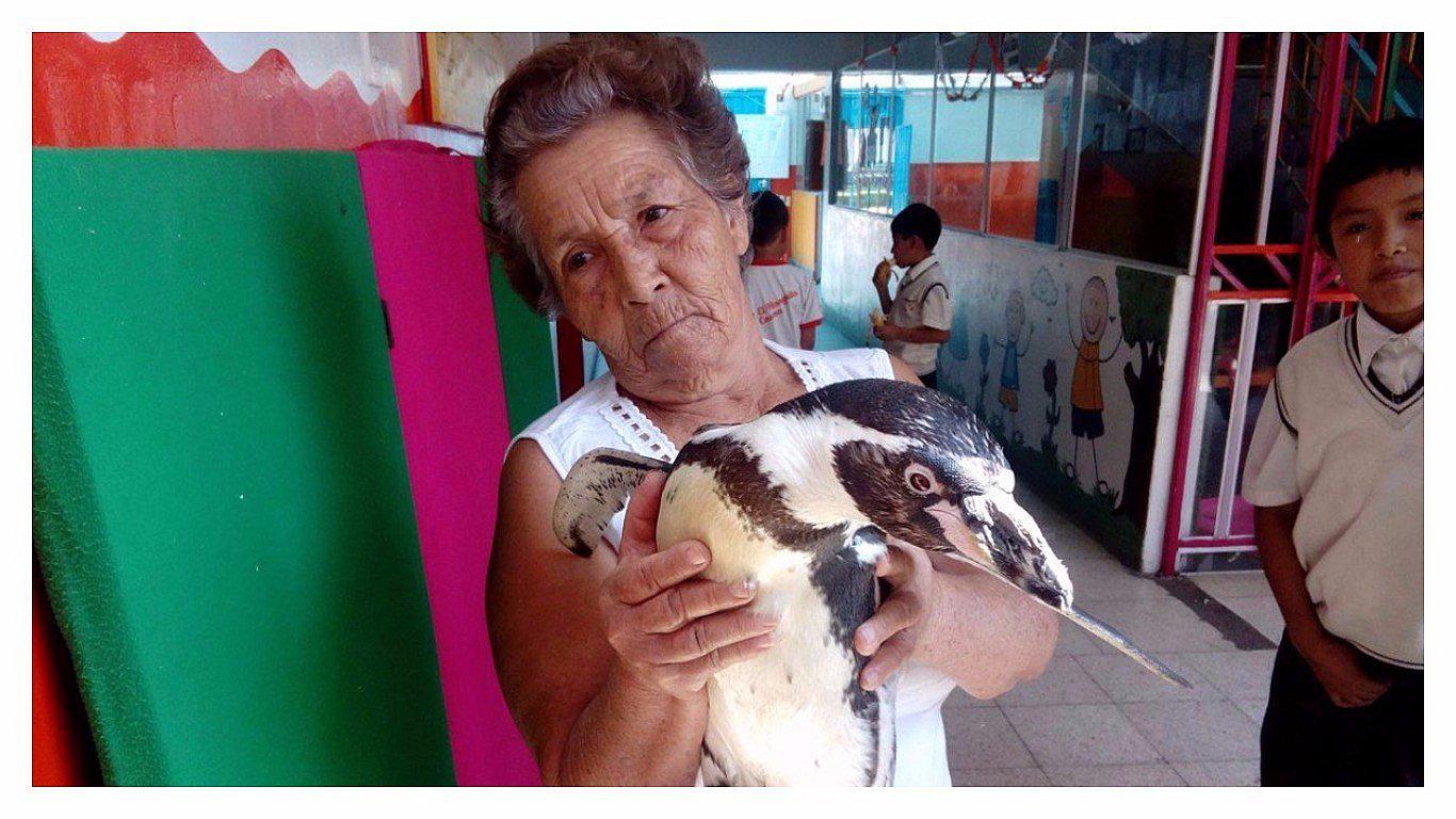 Casma: Familia casmeña tiene a pingüino como mascota 