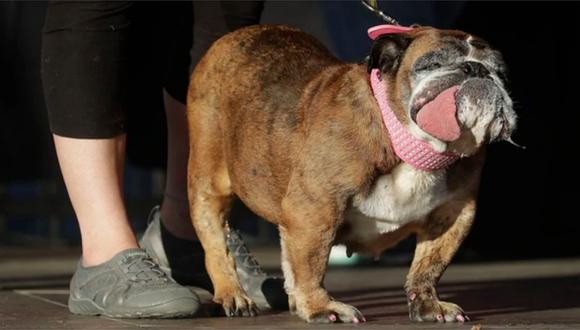 Conoce a Zsa Zsa, el bulldog inglés que ganó el concurso del “perro más feo del mundo” (FOTOS)