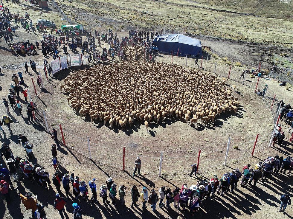 Chaccu, práctica ancestral que se conserva en el tiempo en Huanacopampa