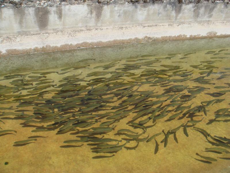 Huancavelica, cuarto productor de truchas a nivel nacional