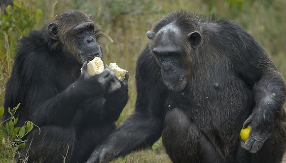 Estudio señala que chimpancés prefieren cooperar que competir