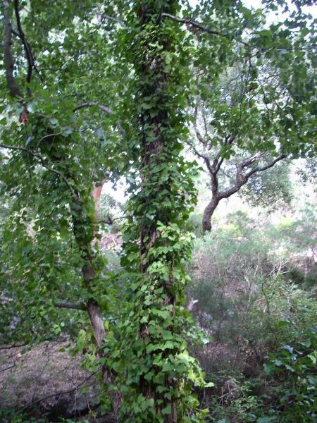 Advierten extinción de aliso