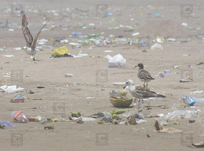 Contaminación en playas de Tacna afecta a 60 especies de aves