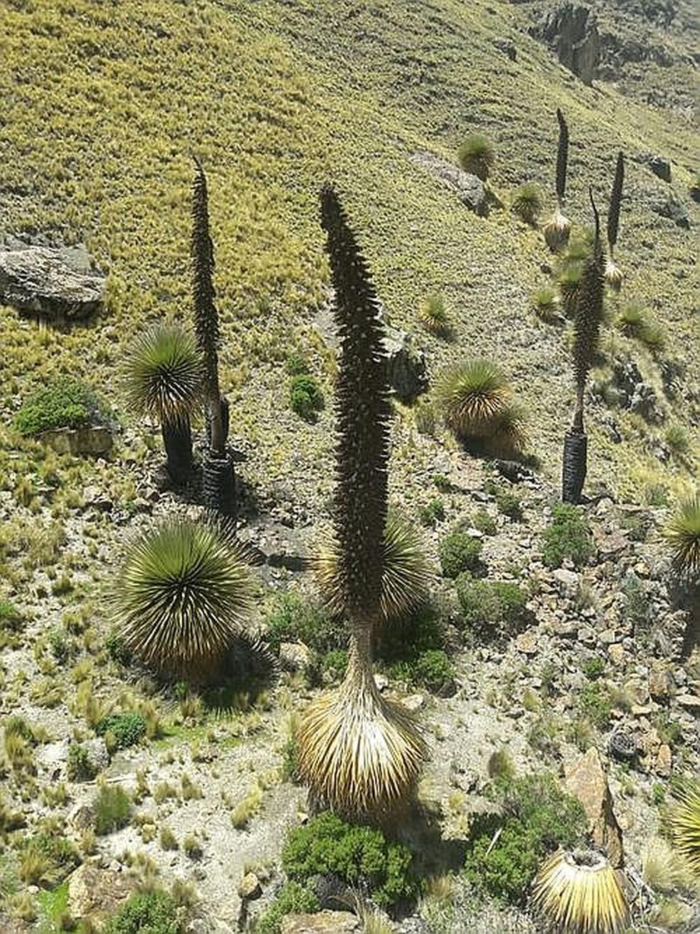 ¡Crimen ecológico! Queman más de 15 Puyas de Raymondi en Sacsamarca