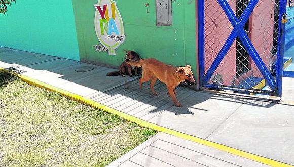 Vecinos de Ciudad de Dios viven atemorizados por perros callejeros