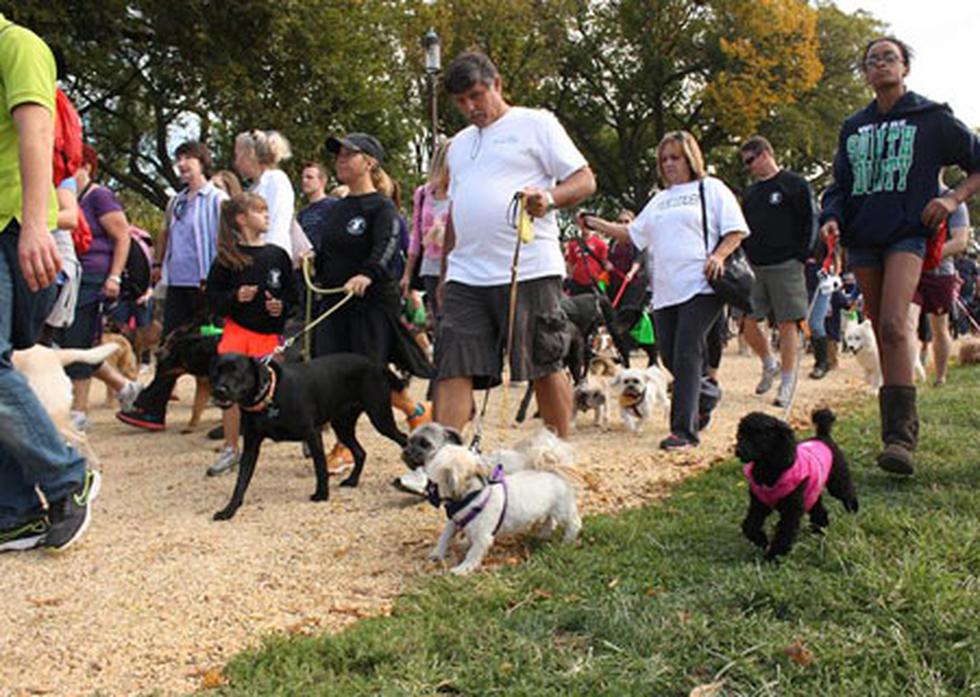 Hoy se celebra el Día Mundial de los Animales