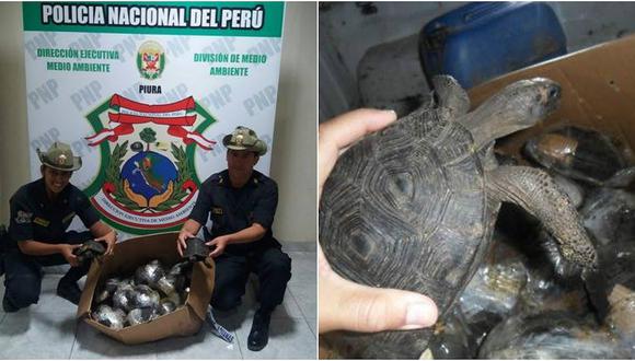Piura: rescatan 29 tortugas que eran transportadas a Lima (VIDEO)