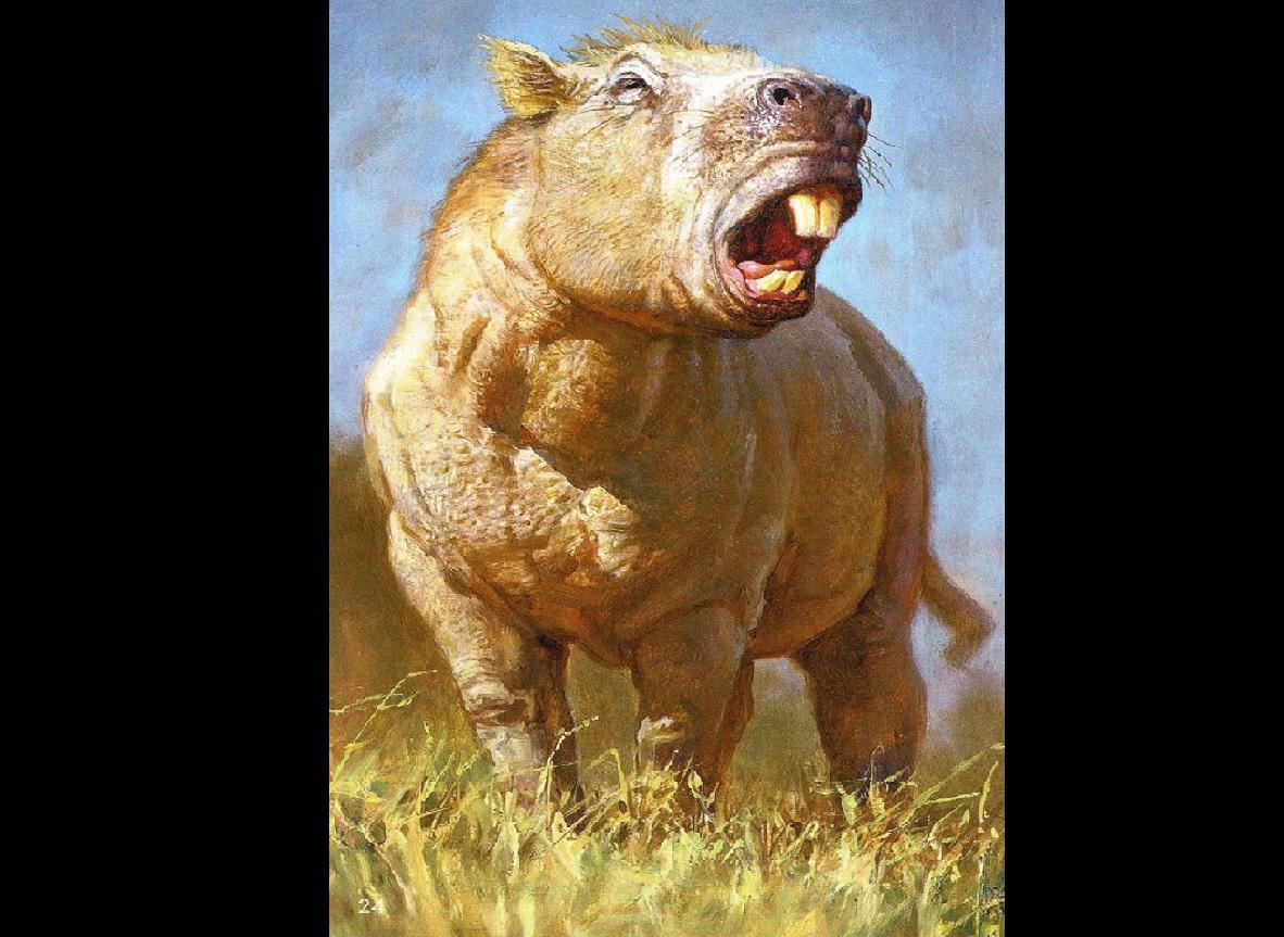 El roedor más grande del mundo tenía la mordedura de un tigre