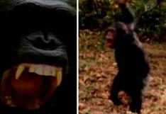 Veinte años desde que el aterrador chimpancé Frodo mató a una niña de catorce meses