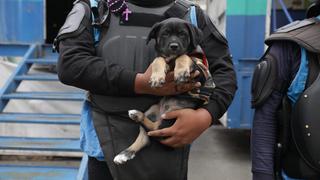 Un perro y seis pericos fueron rescatados en intervención en el Mercado Central (FOTOS)