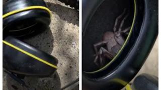 Hombre descubre una araña grande en sus auriculares: “Con razón algo me hacía cosquillas” (VIDEO)