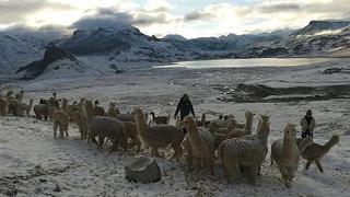 Tacna: Lluvias y friaje ponen en riesgo a más de 11,000 cabezas de llamas y alpacas