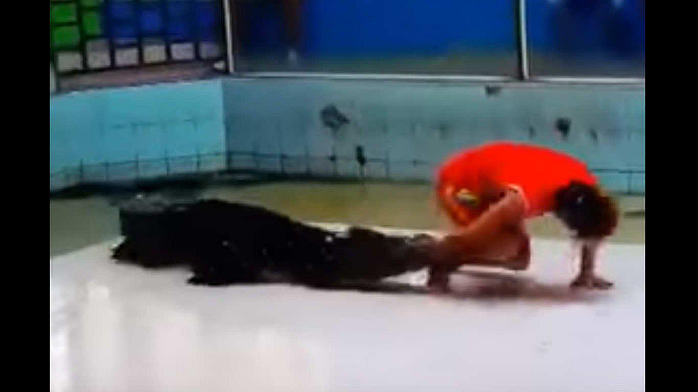 Domador salva milagrosamente su vida ante ataque de un cocodrilo (VIDEO)