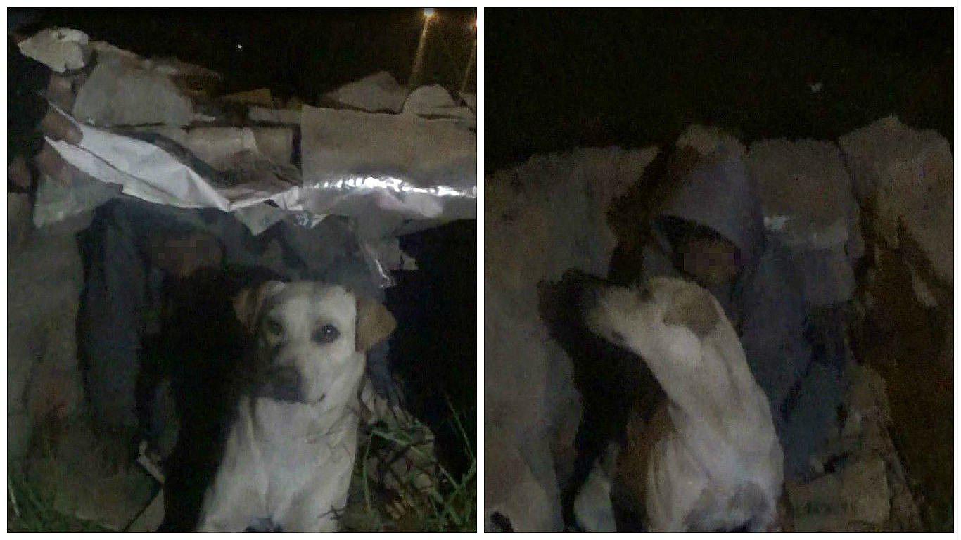 Aparece la madre del niño que fue hallado durmiendo en una casa de perro (VIDEO)