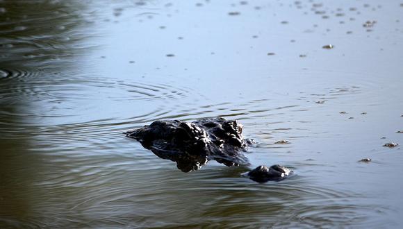 México: Hombre fue atacado por cocodrilo mientras orinaba en laguna