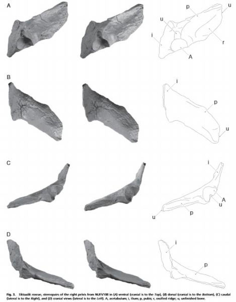 Descubren el "eslabón" entre animales con aletas y con patas