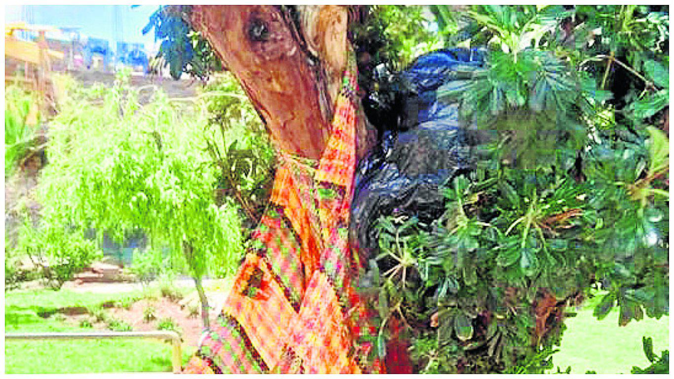 ​Traficante deja dos kilos de droga colgadas en un árbol de quinual y escapa