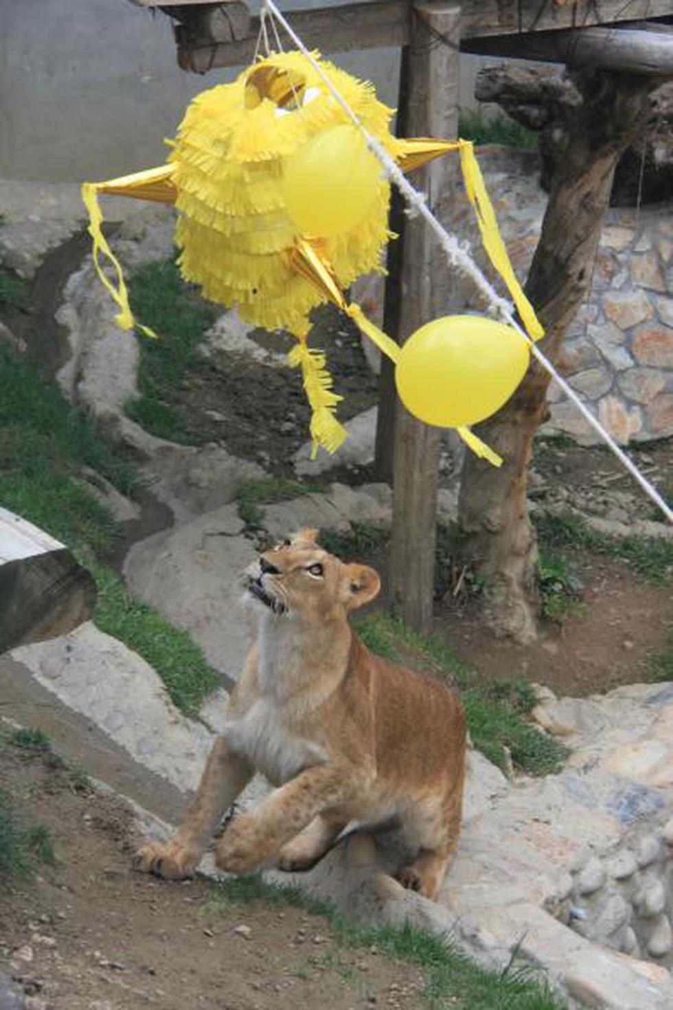 Fotos: Leones nacidos en Huancayo cumplieron dos años