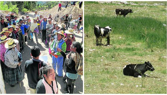 Arequipa: a los agricultores de quinua, la "ambición" los llevó a una crisis 