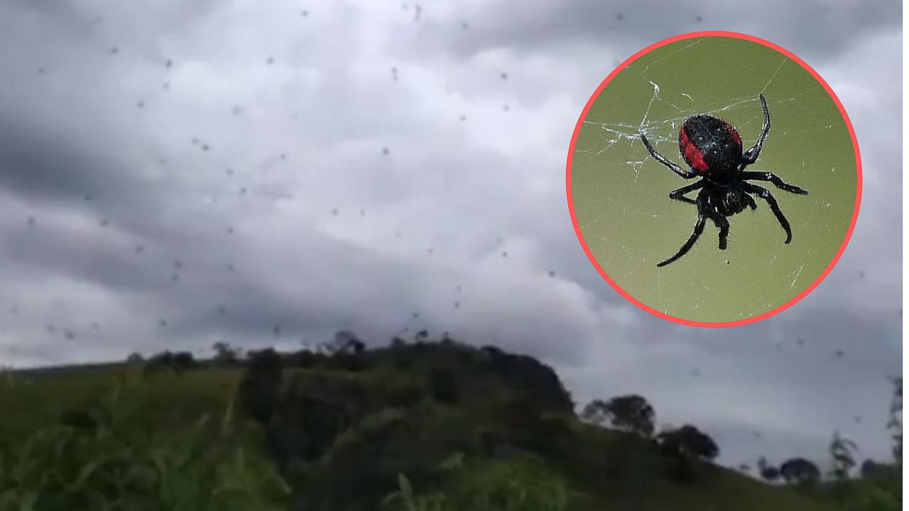 La sorprendente "lluvia de arañas" que ha impresionado y asustado a miles de brasileños (VIDEO)