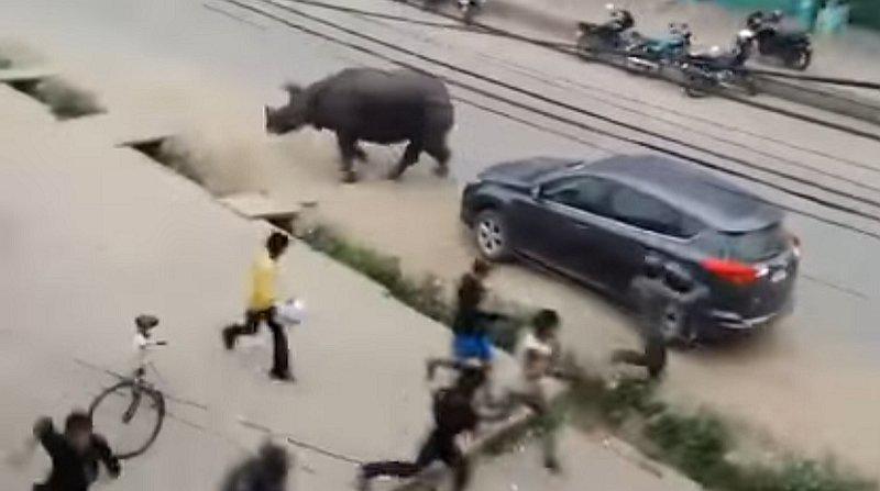 ​YouTube: motocilistas pasan tenso momento tras ser perseguidos por rinoceronte