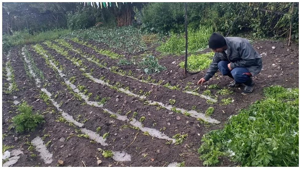 ​Intensa granizada habría perjudicado hectáreas de siembra en Canipaco (FOTOS)