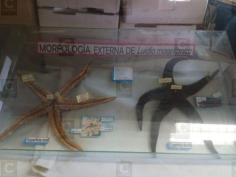 Mil 300 especímenes en el Museo de Historia Natural (FOTOS)