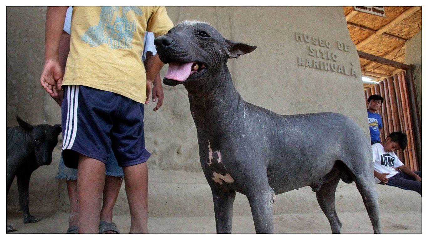 La historia del milenario perro viringo de Piura