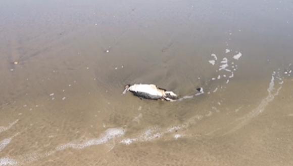 Lamentan aparición de aves sin vida en la orilla de las playas de Eten.