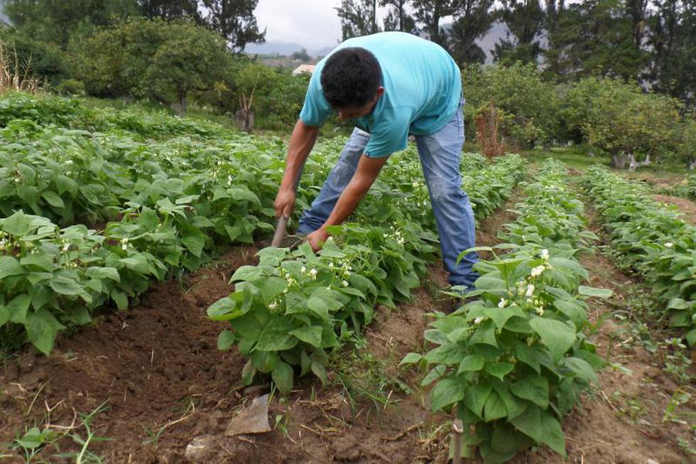 Un huerto con 30 años al servicio de Huánuco