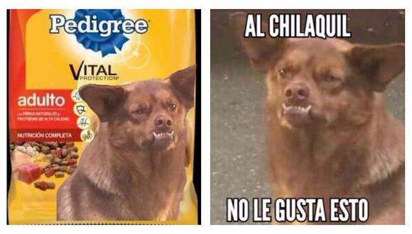 ¡Llegaron los memes de Chilaquil! El famoso perro de las redes sociales