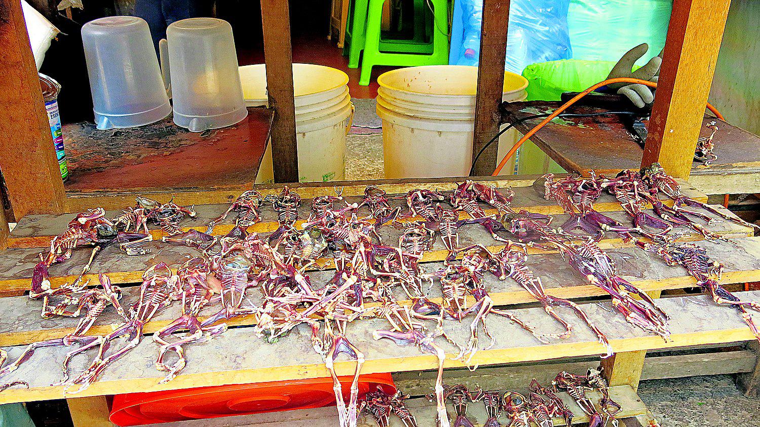 Clausuran locales que venden extractos de sapos, ranas y culebras