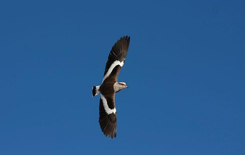 Aves del Colca, la biodiversidad en el cañón más profundo (VIDEO)