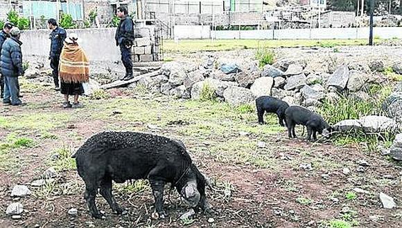 Incendio en criadero de cerdos mató un animal y dejó a otros con quemaduras