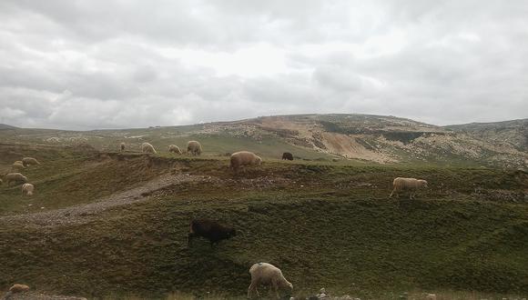 ​Abigeos sustraen 30 ovinos, valorizados en más de 15 mil soles