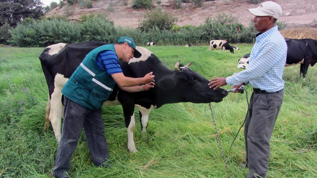 Vacunan a 2,500 bovinos contra el Ántrax en Moquegua
