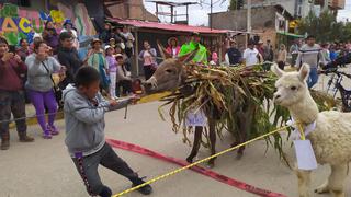 ‘Castillo’, ‘Keiko’, ‘Dina’ y otros en colorida carrera de burros en Huancayo (VIDEO)