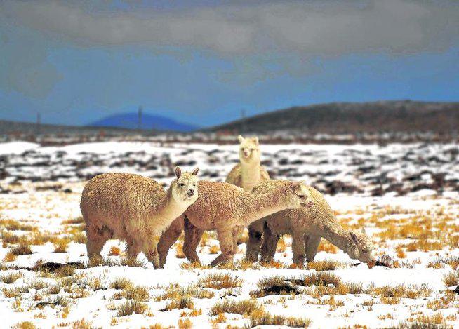 Ayacucho: Alpacas en peligro por intenso frío