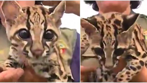 Huachipa: conoce al felino más pequeño de Sudamérica (VIDEO)