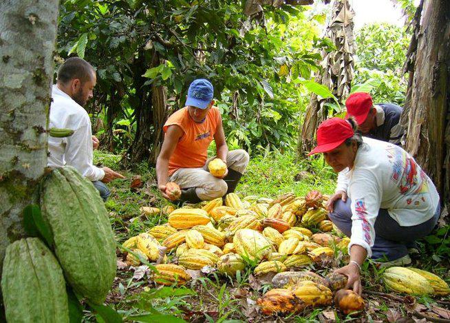 Piura: Sierra Exportadora busca mercados para productos de Sicchez