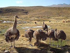 Serfor realizará segundo censo del Suri en el sur del Perú